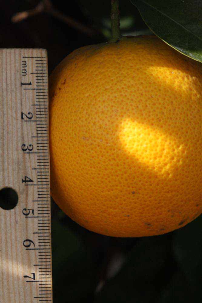              Fruit (Riverside, CA)       